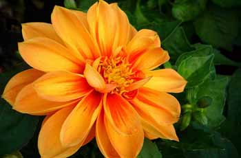 在线DDOS攻击平台