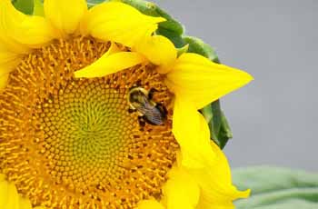 求个靠谱链接的免费攻击网站