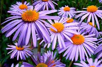 令人心动的网站攻击软件